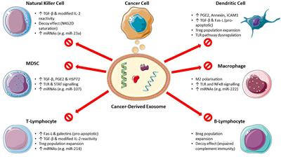 A Clinician's Guide to Cancer-Derived Exosomes: Immune Interactions and Therapeutic Implications